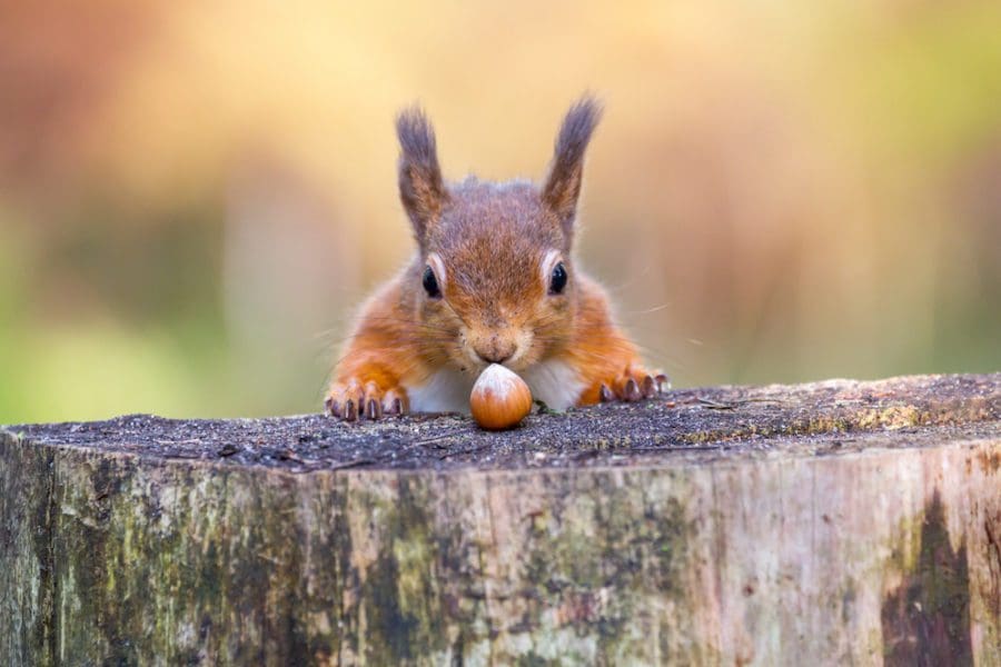 Red Squirrel can’t believe his luck